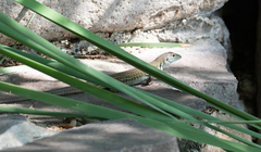 Aspidoscelis costatus