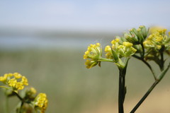Bupleurum brachiatum