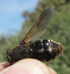 Pangonius
