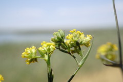 Bupleurum brachiatum