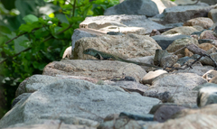 Aspidoscelis costatus