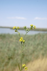 Bupleurum brachiatum