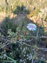 Lampranthus leptaleon