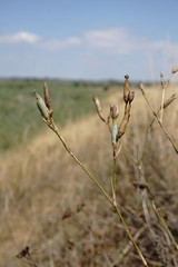 Dianthus lanceolatus
