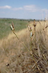 Dianthus lanceolatus