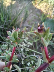Lampranthus leptaleon