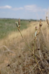 Dianthus lanceolatus