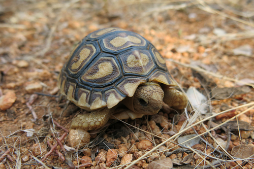 Eastern Leopard Tortoise (Subspecies Stigmochelys pardalis babcocki ...