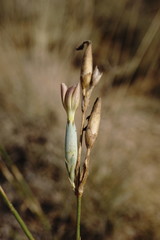 Dianthus lanceolatus