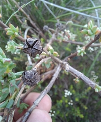 Lampranthus leptaleon