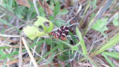 Rhanidophora cinctigutta