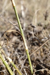 Dianthus lanceolatus