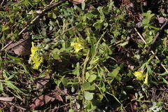 Oxalis compressa compressa