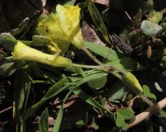 Oxalis compressa compressa