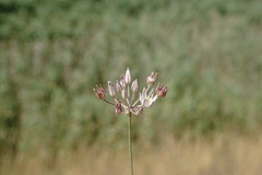 Allium moschatum