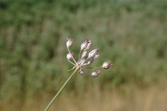 Allium moschatum