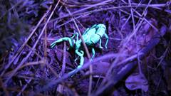 Parabuthus transvaalicus