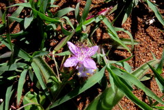 Cleome felina