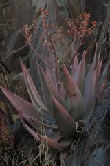 Aloe striata