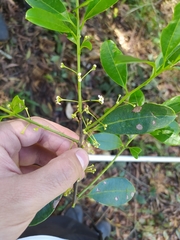 Escallonia paniculata