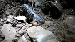 Parabuthus transvaalicus