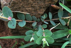 Euphorbia cristata