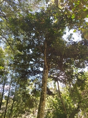 Escallonia paniculata