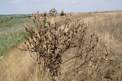 Klasea erucifolia