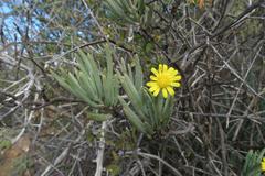 Crassothonna cacalioides