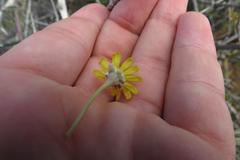 Crassothonna cacalioides