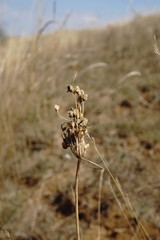 Allium flavum tauricum