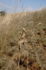 Allium flavum tauricum