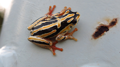 Hyperolius marmoratus taeniatus