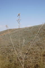 Camelina rumelica
