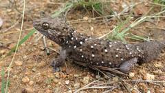 Chondrodactylus turneri