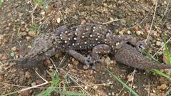 Chondrodactylus turneri