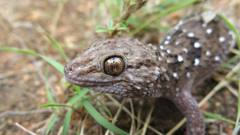 Chondrodactylus turneri