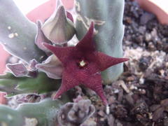 Stapelia rufa