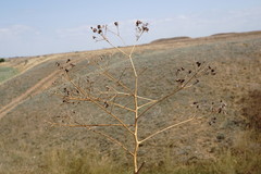 Ferula caspica
