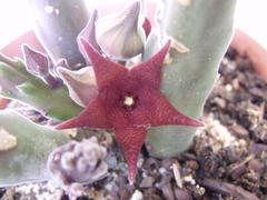 Stapelia rufa