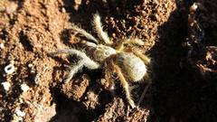Harpactirinae