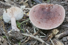 Lactarius mutabilis