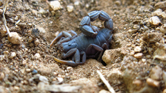 Parabuthus transvaalicus