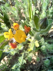 Lotononis involucrata