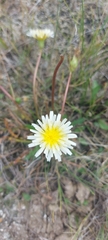 Taraxacum leucanthum