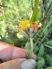 Lotononis involucrata
