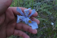 Moraea polystachya