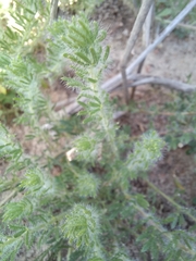 Lotononis involucrata