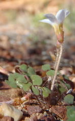 Oxalis punctata