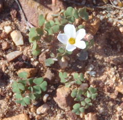 Oxalis punctata
